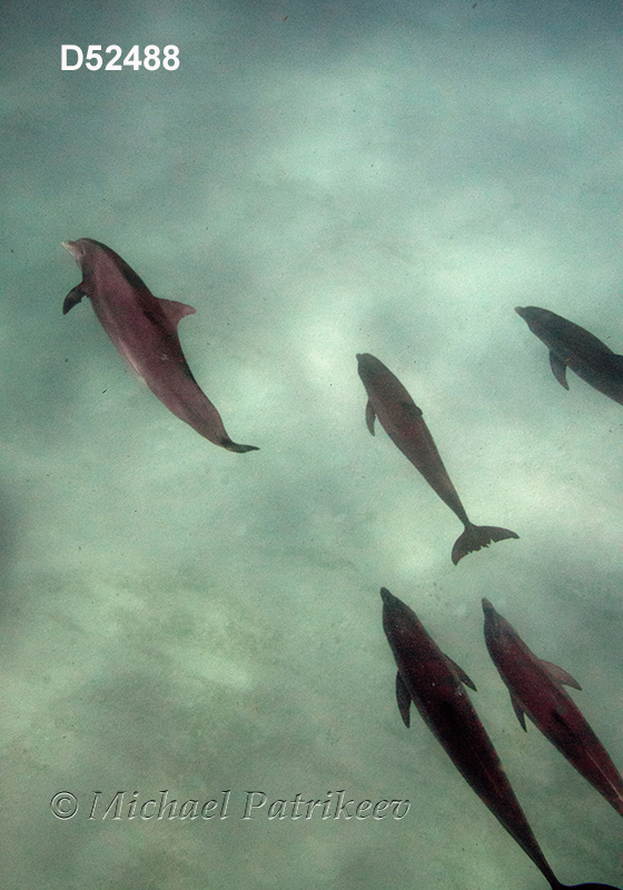 Common Bottlenose Dolphin (Tursiops truncatus)